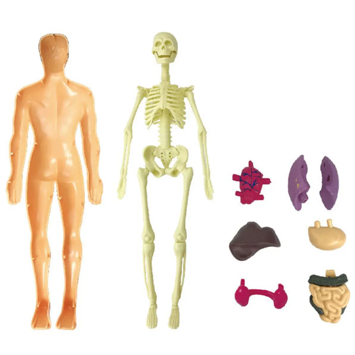8db Emberi Test Modell Cserélhető Emberi Torzó Anatómiai Modell, Szív, Tüdő, Máj, Gyomor Magas Szimuláció Szerv Összeszerelt Játék