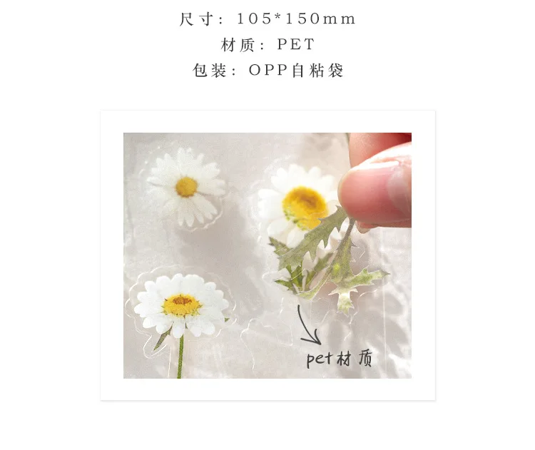 6 Minták Természetes Daisy Lóhere Japán Szavak Matrica Átlátszó PET Anyag Virágok, Levelek, Növények, Dekorációs Matrica Kép 5 