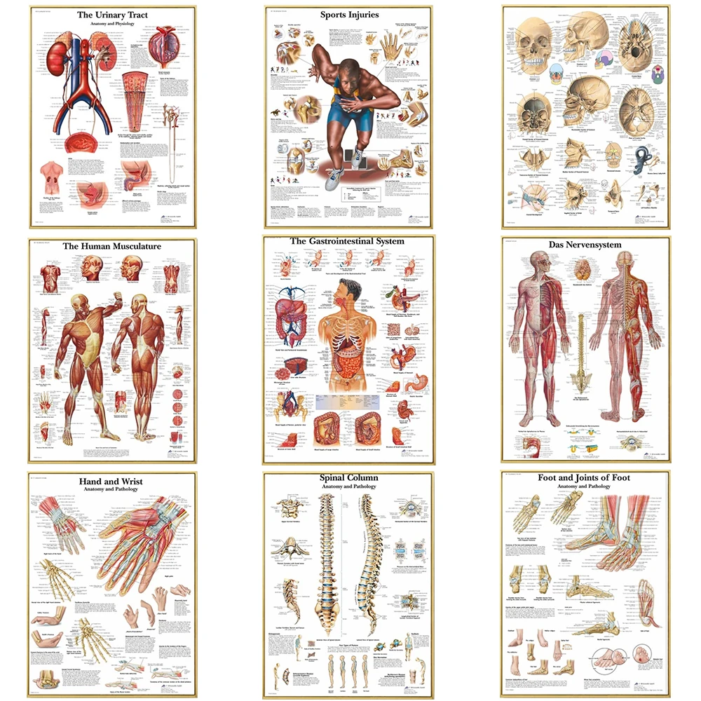 Emberi Anatómia Izmok Rendszer Vászon Art Festmények Poszter Nyomtatás Test Térképe Wall Art Kép a Tudomány Orvostudomány Szoba Dekoráció